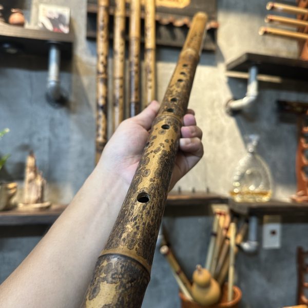 Tiêu Trúc Hoa Cương Cực Chất, Biểu Diễn Chuyên Nghiệp - Hình ảnh 5